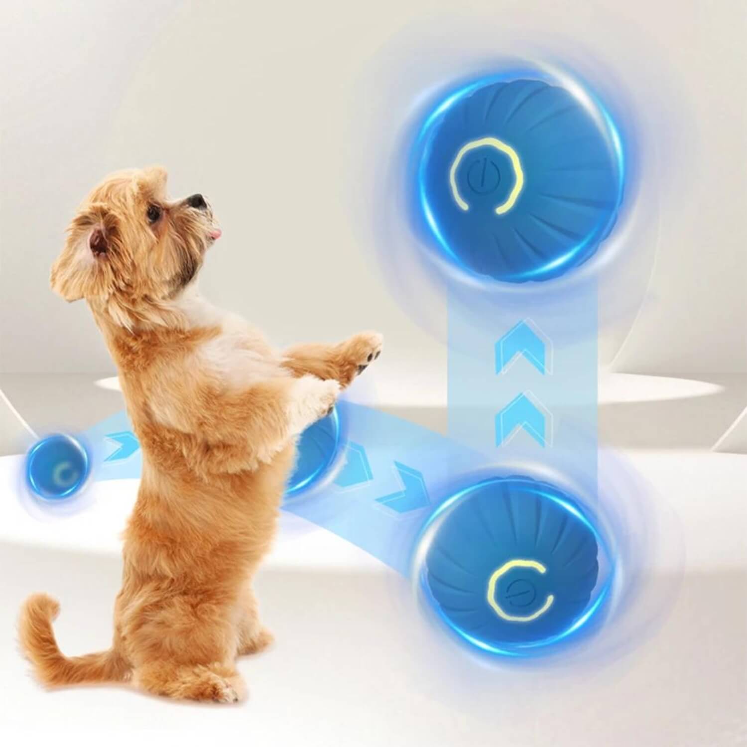 zwaartekracht springende hond bal kleine hond spelen